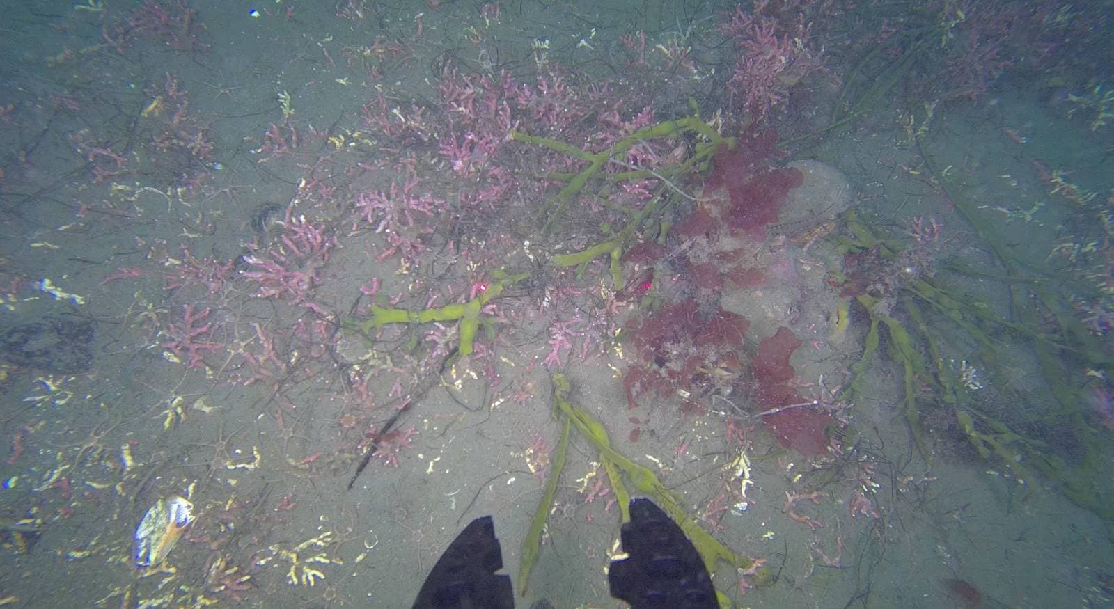 Útbreiðsla kóralþörunga í Hvalfirði meiri en talið var